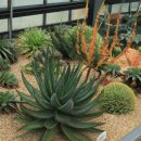 알로에테마파크 | 알로에테마파크 방문 후기: 알로에의 풍부한 매력