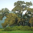 자연의소리 이미지