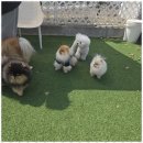 진애견 네이버블로그