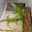 이구아나 이미지