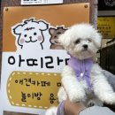 아띠라미애견용품미용