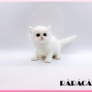 고양이분양제나캣사상점 | 울산 샴 캐터리분양 전문! 고양이분양제나캣 울산점 방문 후기