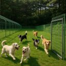 동물보육원 이미지