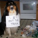 돌봄동물병원 이미지