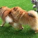 멍치원 이미지