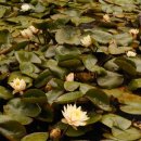 수선정사 이미지