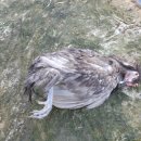 청계동물약국 이미지