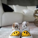 디자인독 이미지