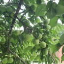 하늘농장6 이미지