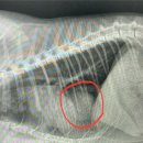 베리굿동물병원 | 건강검진으로 우연히 발견한 고양이 횡격막탈장 극복기 -1 / 베리굿동물병원