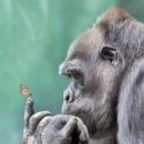 고릴라 이미지