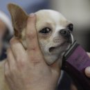 Dog Show 이미지