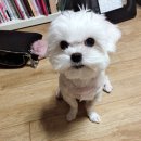 뽀뽀하니 이미지