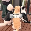 레오나르독 이미지