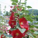 접시꽃 (식물) [hollyhock]의 효능 이미지