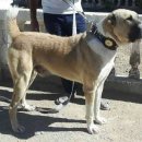 센트럴 독 이미지