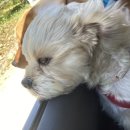 피플앤독 이미지