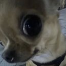 듀