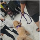 반려동물박람회후기_2019 코리아펫쇼_수원컨벤션_후기2