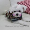 봄내동물병원 이미지