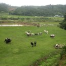 가나안목장 이미지