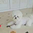 슈퍼바우 이미지