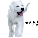 Dog.(독점) 이미지