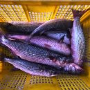 11월12일.활(참돔,방어,전어,보리숭어),선어(민어,참돔,삼치,덕자)갈치,병어,참조기,참돔,눈뽈,장대,암치홍어,냉동(잡어,주꾸미,대하 이미지