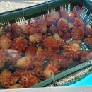 해맞이회타운 이미지
