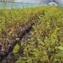 다대농장 이미지