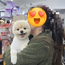 몽이 애견샵 이미지