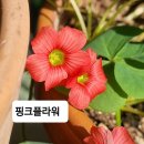 사랑초 핑크 플라워 이미지