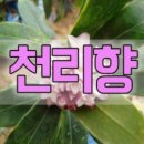 천리농원 이미지