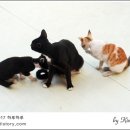 폴짝그루밍 이미지