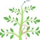 방울토마토 키우기 모종심기 시기 곁순 제거 가지치기 방법 이미지