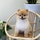 아미고 펫살롱 네이버블로그
