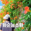 화순축산업협동조합 | 광주 근교 나들이 화순 고사정 돌담 능소화 꽃구경 주차