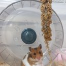 비건햄스터