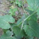 루나리아(lunaria)