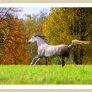 화이트밸리 이미지