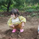 10월 6일(목) 고구마수확-아기별,아기별2반 친구들... 이미지