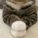 만찐두빵 이미지