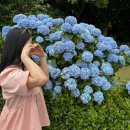 서귀포가볼만한곳 제주수국 볼 수 있는 카멜리아힐 후기