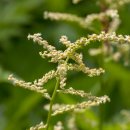 눈개승마(Aruncus dioicus var. kamtschaticus) 이미지