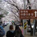 십리벚꽃길 이미지