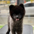 배곧일리오애견미용