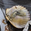 호텔N | [인천 영종도] 네스트호텔 / 오션뷰 호캉스 룸서비스 N차 후기 추천 / 걸어서 선화네조개구이