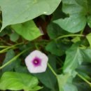 명대농장 이미지