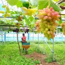 포도원 이미지