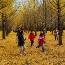 은행나무펜션 이미지